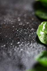Background with spinach and water drops, closeup