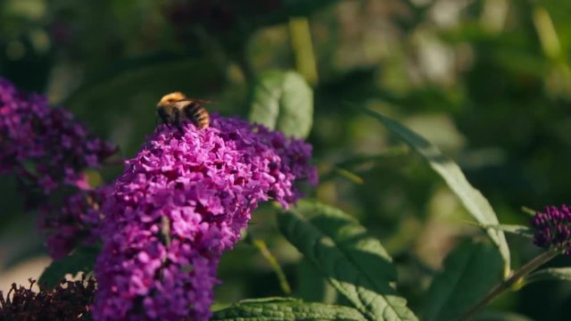 Biene saugt Necktar aus Fliederbl&uuml;te