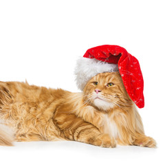 Big ginger cat in christmas hat