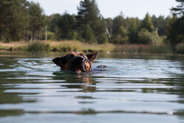 Fototapeta premium German shepherd swims in the water in summer day