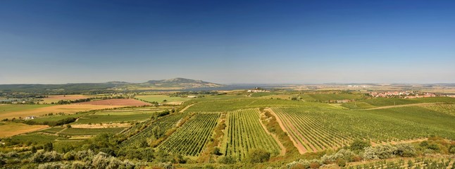 Vineyards under Palava. Czech Republic - South Moravian Region wine region.