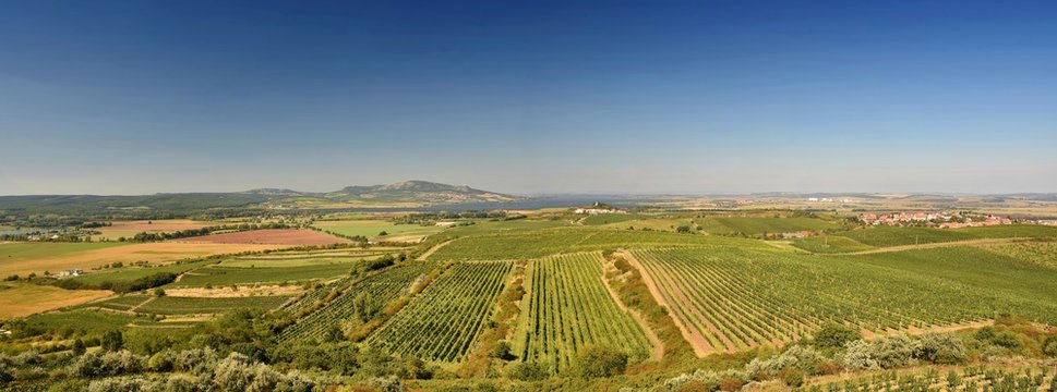 Vineyards under Palava. Czech Republic - South Moravian Region wine region.