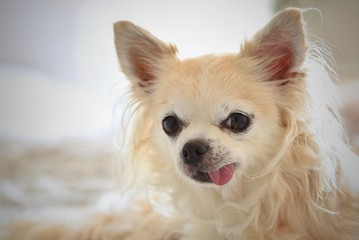 Chihuahua - funny little dog