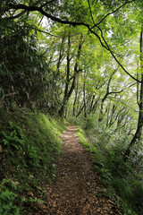 高知県津野町　四国カルスト　天狗高原セラピーロード