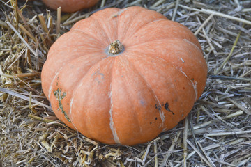 Kürbis 