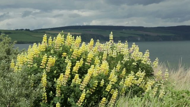 Lupines on sand dunes and beach, coastline of Moray Firth, Fortrose, Scotland
