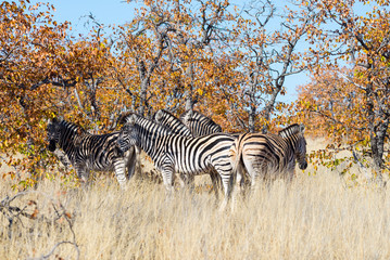 Fototapeta na wymiar Herd of Zebras in the bush. Wildlife Safari in the Kruger National Park, major travel destination in South Africa.