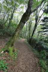 高知県津野町　四国カルスト　天狗高原セラピーロード