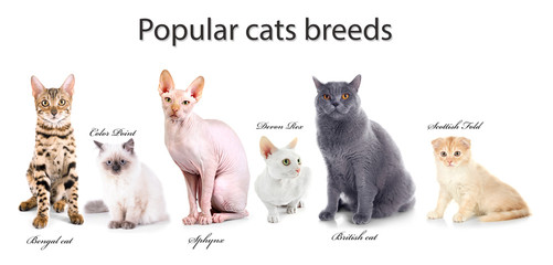 Beautiful cats with names of breeds on white background.