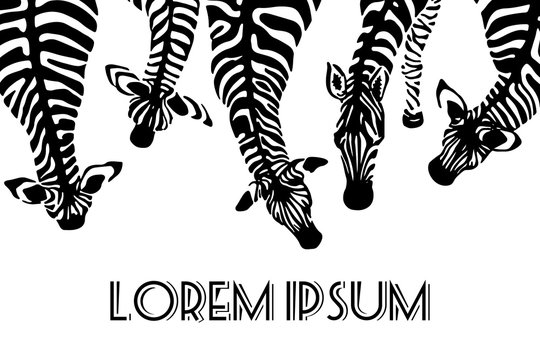 Hand drawn zebras