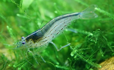 Amano shrimp
