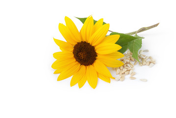 Sonnenblume und Sonnenblumenkerne