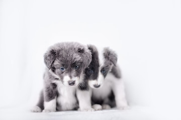 Blue Merle Border Collie puppie