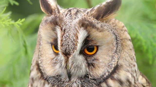 Long eared owl, bird of prey, aseo otus