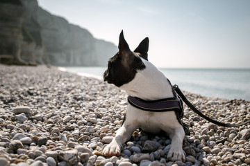 Boston Terrier at the Beach