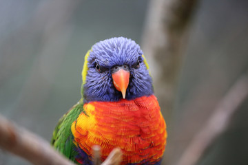 Rainbow Lorikeet Closeup