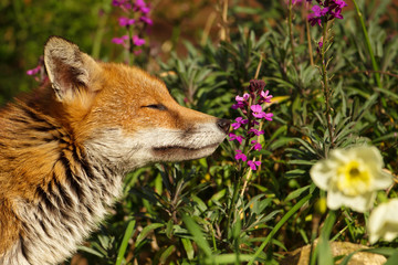 Red fox smelling the flower