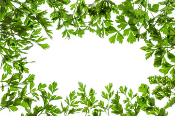 Rectangular frame made of leaves of parsley isolated on white background