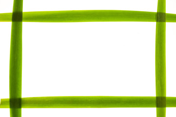 Rectangular frame made of long green leaves isolated on white background