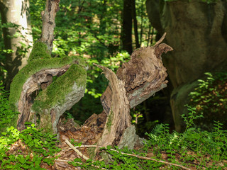 Причудливые замшелые пни и коряги в лесу возле скалы в Тустани