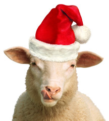 Hungry Christmas Sheep