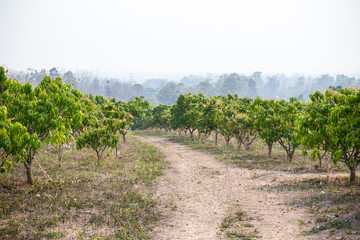 Fototapeta na wymiar Mango orchards
