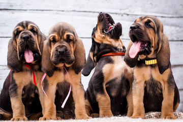 Beautiful puppies Bloodhound on a light background - obrazy, fototapety, plakaty