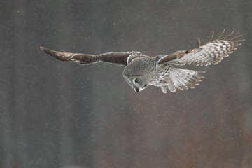 Great Grey Owl hunting in Finland in winter.