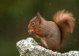 Red Squirrel with a nut