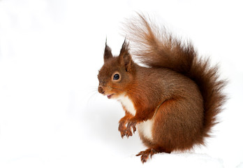 Red squirrel in front of white background