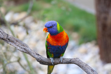 Fototapeta na wymiar Rainbow Lorikeet Closeup Perched On A Tree Branch