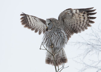 Great grey owl with the wings up