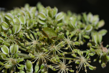 Grüne Stinkwanze auf Blüte