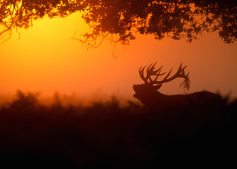 Red Deer Stag early morning