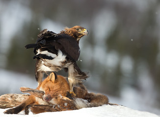 Golden Eagle feeding on a Red Fox high in the mountains, Norway.