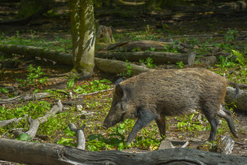 Schwarzwild im Unterholz