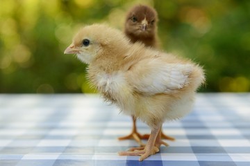 Junge flauschige Küken auf einem Tisch mit Bokeh