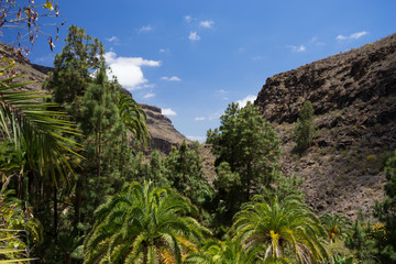 Fototapeta na wymiar Canyons of the island of Gran Canaria