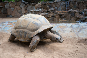 Giant tortoise