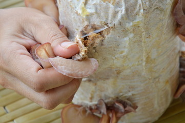 hand pulling ear mushroom picking from Infected loaf