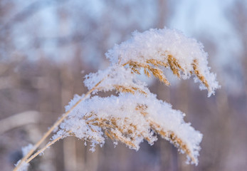 winter plant hoarfrost