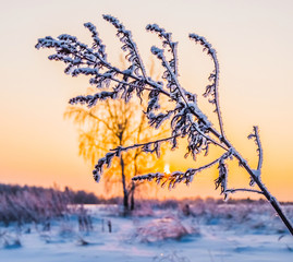 winter plant hoarfrost