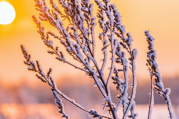 winter plant hoarfrost
