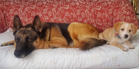 Cane adulto con cucciolo sul divano