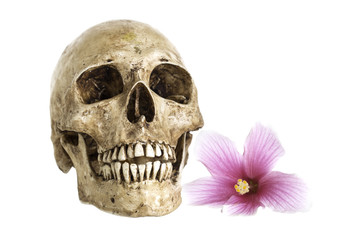 Skull with  pink flower on white background