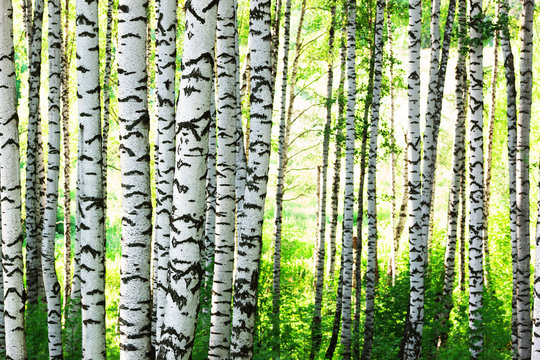 Fototapeta summer in birch forest
