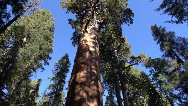 Sequoia Forest 17 World Largest Tree General Sherman Tree in Giant Forest