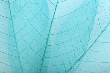 Obraz na płótnie Canvas Skeleton leafs background, close up