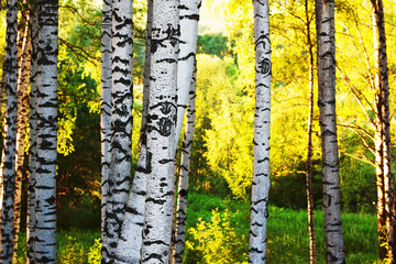summer in birch forest