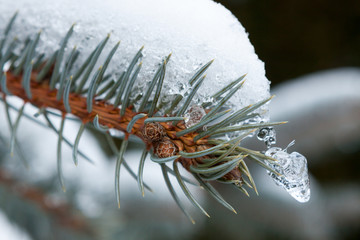Twig spruce in snow